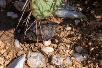 A baby desert tortoise, Gopherus agassizii, wandering through the Sonoran Desert after recent summer monsoon rains. A young and incredibly cute reptile. Pima County, Oro Valley, Arizona, USA.