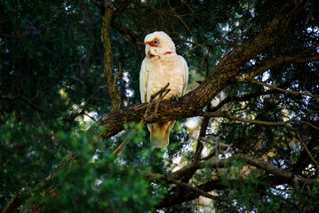 Long-billed Corella (Cacatua tenuirostris)