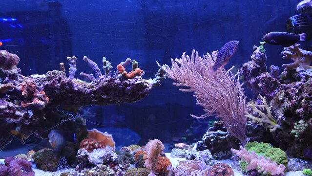 Short video scene of coral reef aquarium tank