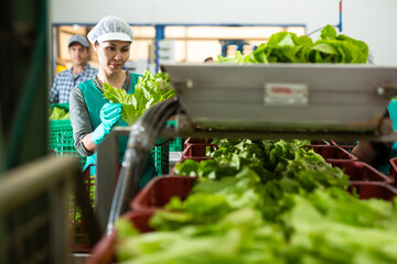 Focused skilled asian female worker of vegetable processing factory checking fresh green lettuce on...