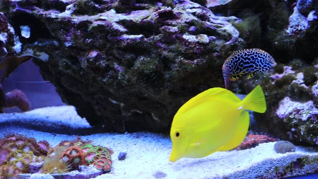 Video of Eastern Leopard Wrasse fish (Macropharyngodon Meleagris)  in saltwater coral reef aquarium tank