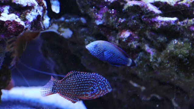 Video of Leopard wraase fish in saltwater coral reef aquarium tank
