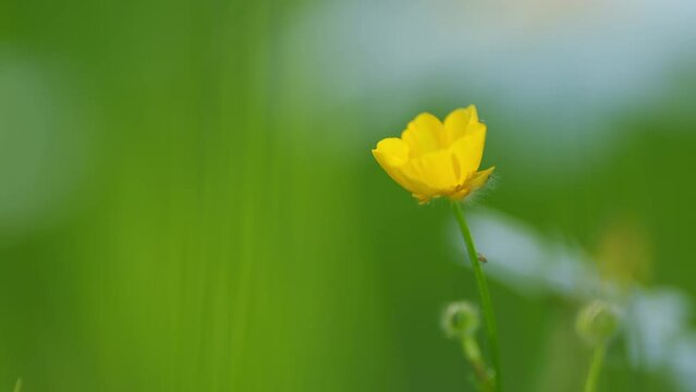 Ranunculus repens swaying in the wind. Meadow yellow flowers buttercup thicket. Lesser spearwort. Close up.