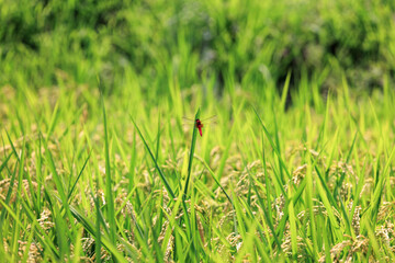 稲の葉っぱに止まる赤トンボ、上山田の棚田 © captainT