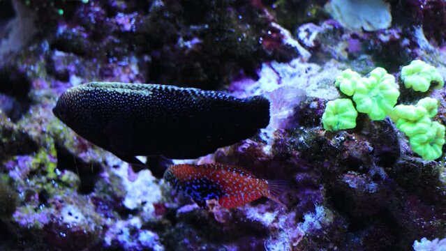 Video of Leopard wraase fish in saltwater coral reef aquarium tank