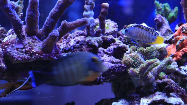 Rare video of Splendid dottyback saltwater fish