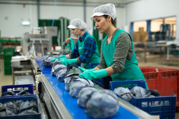 Asian female worker sorting red cabbage on a vegetable processing factory