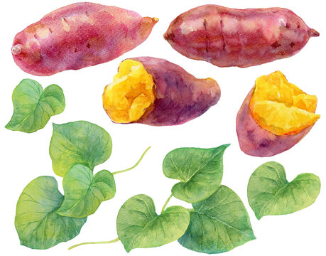 【原画】元気がもらえる野菜の絵　A4 １点もの　顔彩絵の具　ささげ豆 原画】元気がもらえる野菜の絵A4 1点もの顔彩絵の具さつまいも