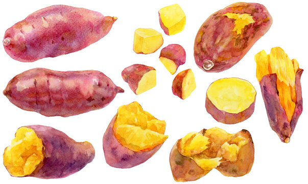さつまいもの素材セット　焼き芋　ふかし芋　輪切り　水彩画