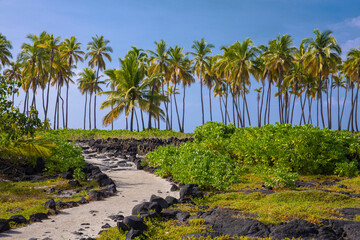 Black lava rock and lush, green, tropical foliage with beautiful palm trees  at Puʻuhonua o...