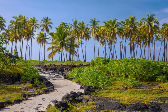 Black lava rock and lush, green, tropical foliage with beautiful palm trees  at Puʻuhonua o Hōnaunau National Historical Park - A Place of Refuge - on the southwest coast of the Big Island of Hawaii
