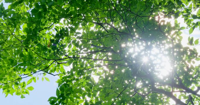 太陽の光が綺麗な新緑の木
