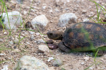 Desert tortoise, Gopherus morafkai, in the Sonoran Desert. A large reptile walking though the desert north of Tucson in the Catalina foothills along the Linda Vista hiking trail. Pima County, Arizona.