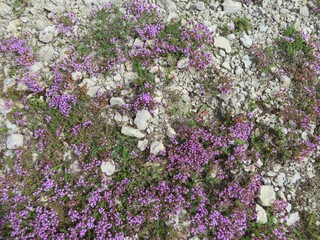 Fototapeta premium thyme herb flowers on the ground
