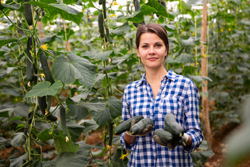 Successful woman farmer engaged in organic cucumbers growing in greenhouse, showing good harvest of vegetables