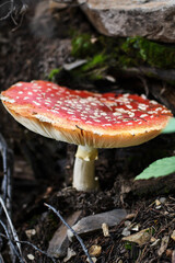 amanita muscaria fly agaric mushroom