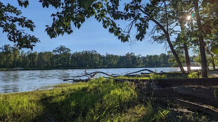 trees along the river