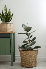 Different tropical plants in wicker pots near white wall at home