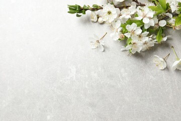 Cherry tree branches with beautiful blossoms on light stone table. Space for text