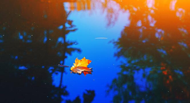 Autumn cold rainy day. Yellow orange maple leaf floating in lake. Vibrant color of fall season of nature. Calm forest park. Reflection of blue sky in clean water surface of pond. Tranquil zen concept.