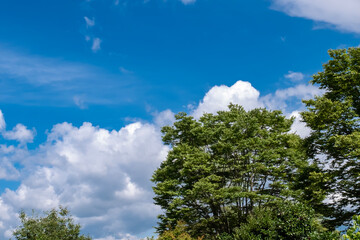 夏の快晴の空　滋賀県守山市もりやま芦刈園