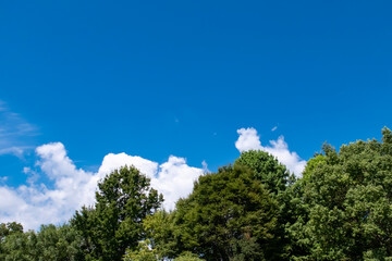 夏の快晴の空　滋賀県守山市もりやま芦刈園