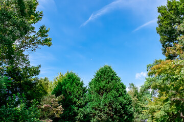 夏の快晴の空　滋賀県守山市もりやま芦刈園