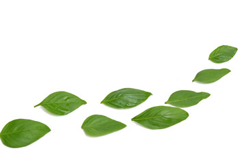 Thai herb ,  Basil leaves on white background