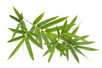 Bamboo leaves on white background