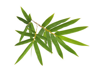 Bamboo leaves on white background