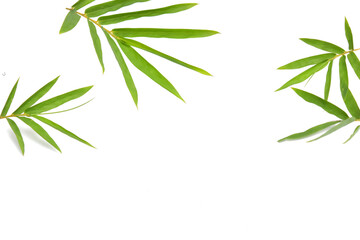 Bamboo leaves on white background