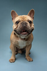Fototapeta premium portrait of a French Bulldog