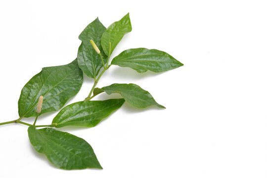 Thai Hurb , Betel leaf on white background
