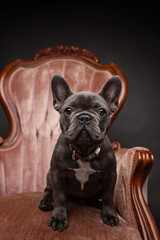 portrait of a French Bulldog