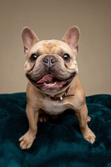 portrait of a French Bulldog