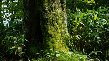 日本の山奥にある苔むした巨木
