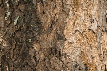 Nature Background Wood Texture