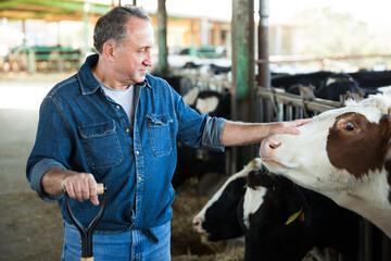 Portrait of man who is standing near cows at the farm.