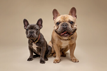 portrait of two French Bulldogs