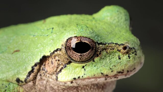 Close-up shot of a  Gray Treefrog sitting on a branch. Shot in Minnesota.