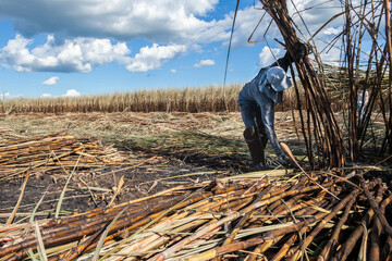 Piracicaba, Sao Paulo, Brazil. April 04, 2008. Manual labour harvest sugar cane on the field in...
