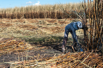 Piracicaba, Sao Paulo, Brazil. April 04, 2008. Manual labour harvest sugar cane on the field in Brazil