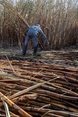 Piracicaba, Sao Paulo, Brazil. April 04, 2008. Manual labour harvest sugar cane on the field in Brazil