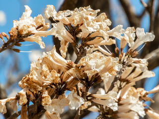 Ipes white tree flowering grove with selective focus in the municipality of Marilia