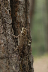 lizard on a tree animal Indonesia 
