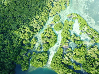 Utwe Biosphere Reserve in Kosrae, Micronesia （Federated States of Micronesia）