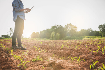 Agronomist Using tablet and Technology in Agricultural Corn Field . Farmer walking in corn field with  tablet.Man farmer with laptop and walking on harvested corn field . - obrazy, fototapety, plakaty