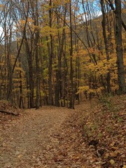 Fall Foliage at its peak with yellow leaves on a hiking trail