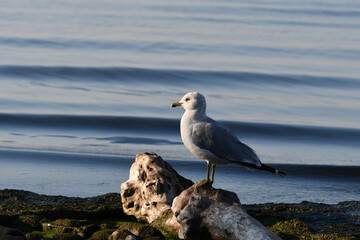 Ring-billed gull stands perched on driftwood along shore of lake