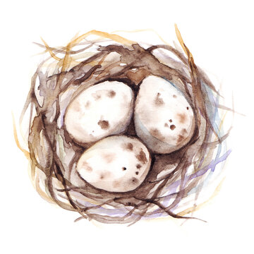 recommend clip art: Watercolor hand drawn nest with quail eggs isolated art